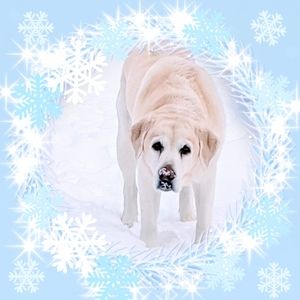 Meet your Posher, Shari